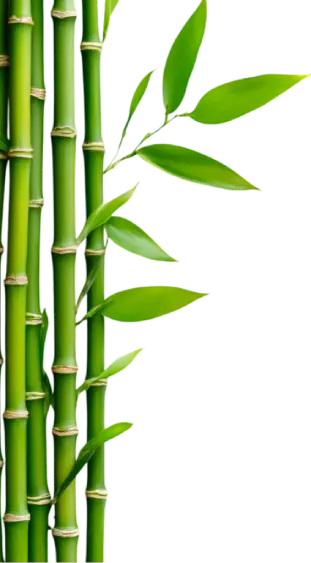 Bambu (2)